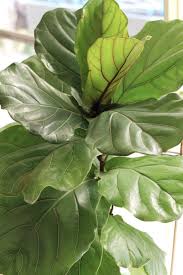 Watering your fiddle leaf fig. Double Its Growth How To Fertilize Your Fiddle Leaf Fig Dossier Blog