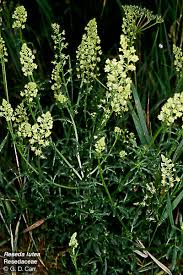 Image result for Resedaceae