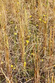 Image result for Xyris elegantula