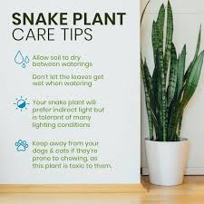 You really don't need to water the snake plant until it looks like it's starting to dry out. The Ivy Basket The Snake Plant Is One Of The Easiest Plants To Take Care Of Just Don T Overwater And You Are Set Facebook