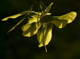 Some types of maple can be grown as bonsai, while other can. Maple Fruit Tree Free Photo On Pixabay