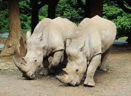Bronx Zoo Discounts Coupons Free Day And Promo Codes Bronx Zoo Zoo Bronx