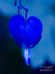 Blue Photograph Blue Bleeding Heart Flower By Michael Moriarty In 2020 Bleeding Heart Flower Flower Heart Bleeding Heart