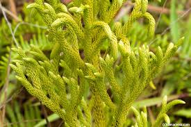 Image result for Lycopodiella cernua