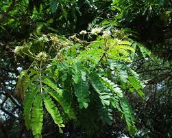 Image result for Albizia adianthifolia