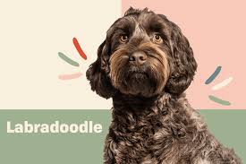 Image result for labradoodle