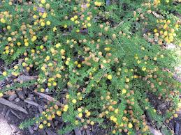 Image result for Acacia lasiopetala