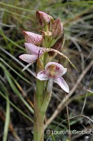 Image result for Disa stairsii