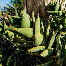 Image result for Aloe plowesii