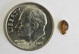 Where can i find bedbugs packets to put under mattress seen on shark tank? 5 Ways To Kill Bed Bugs On The Cheap Broke Ass Stuart S Website