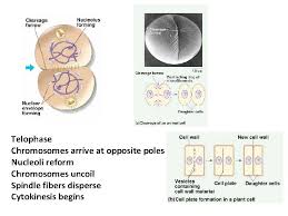 An introduction to sexual reproduction. Mitosis Cell Cycle Cell Division Why When How