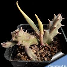 Image result for Huernia erectiloba
