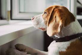 How To Help Your Dog Stop Crying When Left Alone Dogexpress