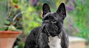 Icb French Bulldog Preservation Project The Institute Of Canine Biology