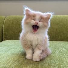 I Do Not Have A Double Chin Adorabili Gattini Cuccioli Di Animale Gattini