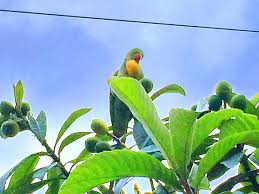 バラ科 ビワとワカケホンセイインコ 奥行き１ｍの果樹園