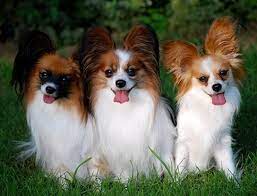 papillon dog puppy dog gallery porody sobak shenki sobaki