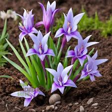 Image result for Ixia