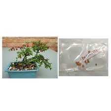 Maybe you would like to learn more about one of these? Bearberry Fruit Bonsai Tree Plant Seeds Shopee Philippines