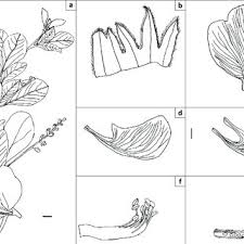 Image result for Ctenium longiglume