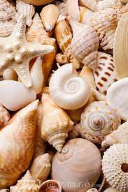 Seashells In 2021 Sea Shells Seashells Photography Beach Wall Collage