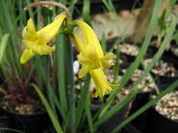 Image result for Cyrtanthus mackenii