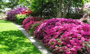 Another selling point is that it reblooms. All About Azaleas Stauffers