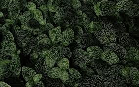 The eps file is organised into three layers for the background, the back and front leaves. Download Wallpapers Green Leaves Texture Background With Green Leaves Ecology Environment Green Leaves Leaves Background For Desktop Free Pictures For Desktop Free