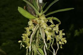 Image result for Diaphananthe