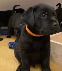 Information on where and how to adopt labrador retriever in mumbai. Golden And Labrador Retriever Puppies For Adoption Smskde Dogs For Sale In Choti Malabar Hill Mumbai Click In