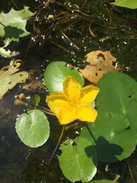 Image result for Nymphoides senegalensis