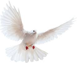 White Dove Transparent Background Bird Free Png Images Transparent Background White Doves Background