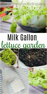 Prepare containers which correspond in size to your lettuce stump. How To Make A Milk Jug Lettuce Garden For Your Kitchen