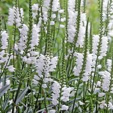 We find that it is much easier to curb its tendency to wander if. Crystal Peak White Obedient Plant Physostegia Virginiana High Country Gardens