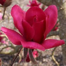 Sie bildet blüten in leuchtendem pink und einem kräftigen rubionrot und zählt zu den rotesten magnolien überhaupt. Vulcan Magnolia Nurseries Online