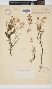 Image result for Felicia muricata