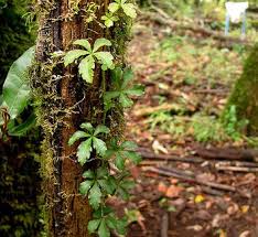 Image result for Cissus glaucophylla