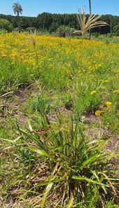 Image result for Eustachys