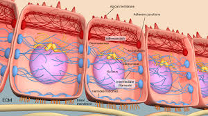 These occluding junctions are of two types. What Are Cell Cell Adhesions Mbinfo