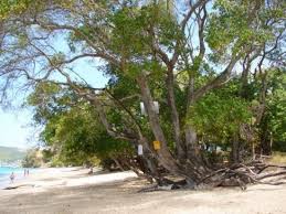Maybe you would like to learn more about one of these? Trees Of Costa Rica Dreamersns Blog