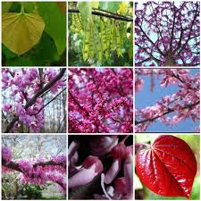 Maybe you would like to learn more about one of these? Eastern Redbuds Eastern Redbud Redbud Tree Spring Flowering Trees