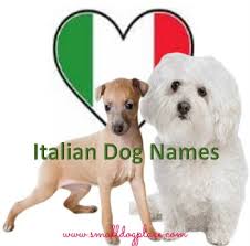 Want to give your new pet a hilarious name? Italian Dog Names