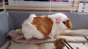 Any hair loss in an old guinea pig you should first inspect before inflicting any treatment since aging cannot lead to hair loss. Pin On Guinea Pig Care