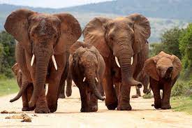 Ausmalbild tiere elefant kostenlos ausdrucken. 7 Spannende Fakten Uber Den Gehorsinn Im Tierreich
