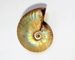 The term ammonite comes from the egyptian god ammon (amun). Ammonite Product Range Mr Woods Fossils Scotland