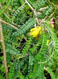 Image result for Caesalpinia cassioides