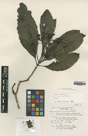 Image result for Tarenna pavettoides