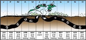 Start here to navigate your way through key information about us. Professional Lawn Pest Control Services In Dayton Oh