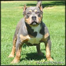 Mini Me Cuzz Pitbull Dog Harness Pitbull Puppies Pitbulls