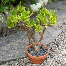 Image result for Crassula alticola